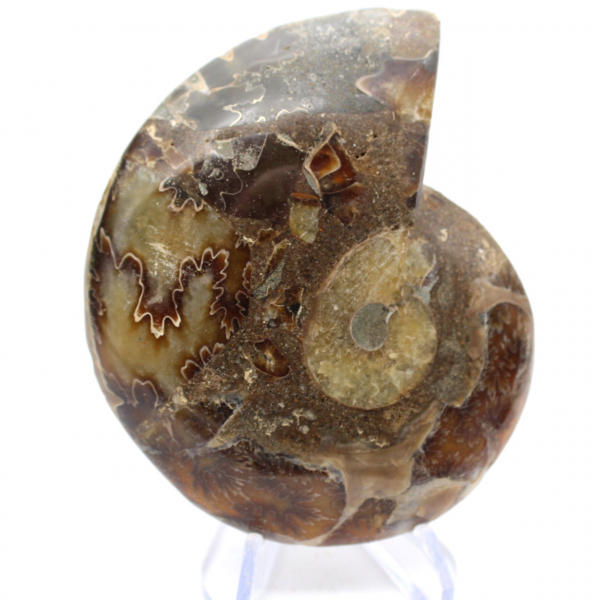 Autentica ammonite di Mahajanga con superficie lucida