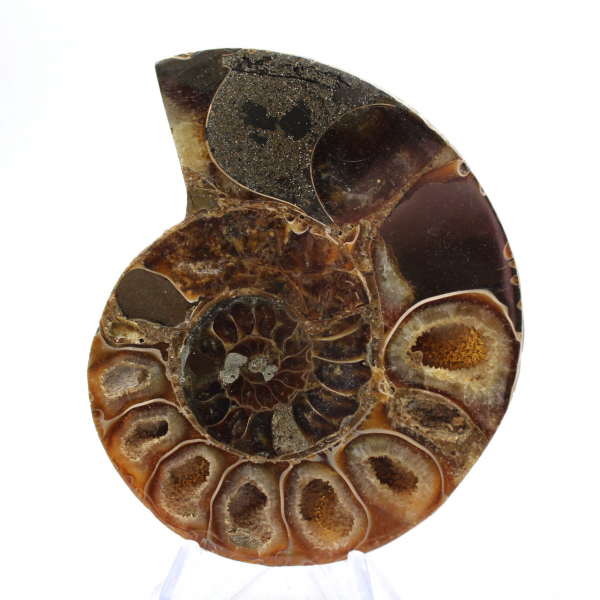 Autentica ammonite di Mahajanga con superficie lucida