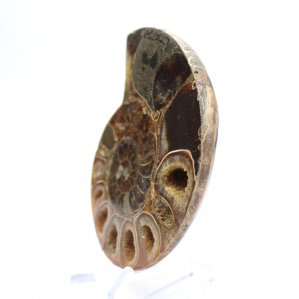 Autentica ammonite di Mahajanga con superficie lucida