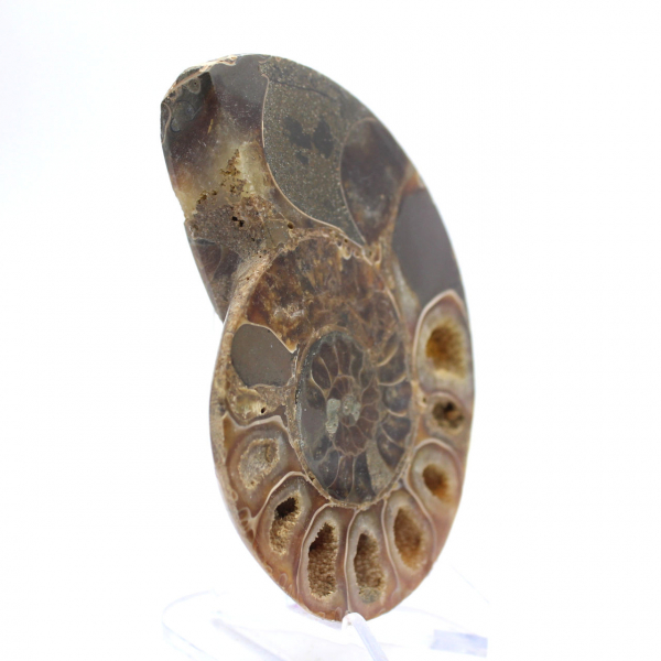 Autentica ammonite di Mahajanga con superficie lucida