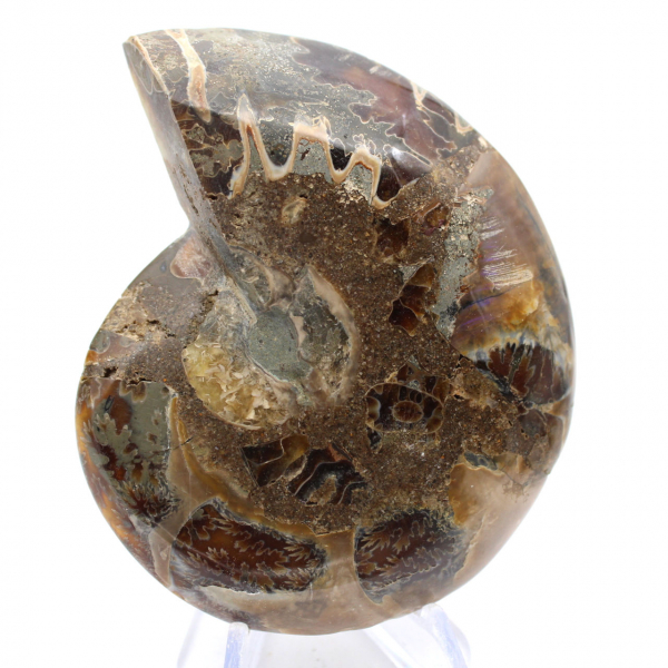 Ammonite cefalopode fossile: dualità tra levigato e grezzo