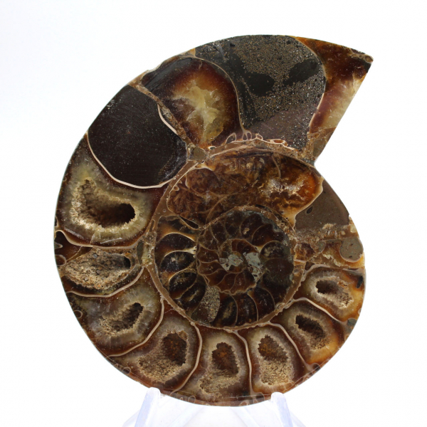 Ammonite cefalopode fossile: dualità tra levigato e grezzo