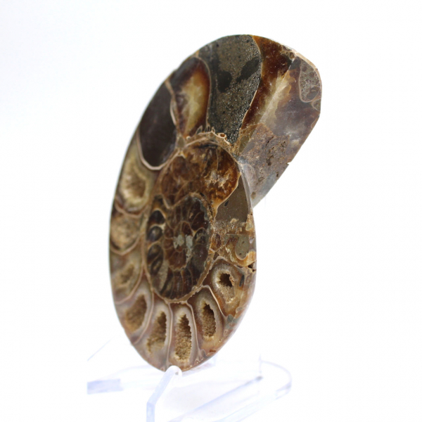 Ammonite cefalopode fossile: dualità tra levigato e grezzo