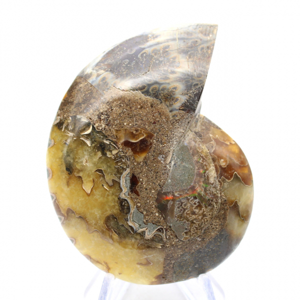Ammonite naturale del Madagascar - Pezzo da esposizione