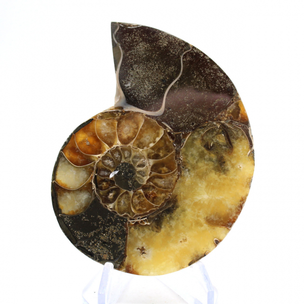 Ammonite naturale del Madagascar - Pezzo da esposizione