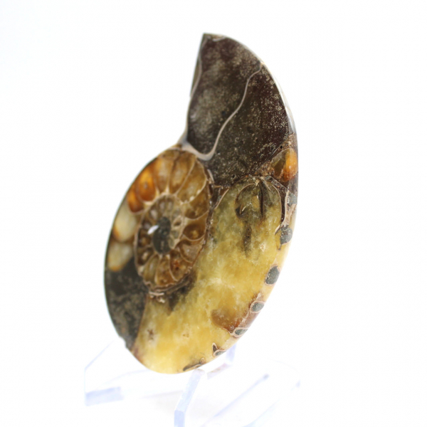 Ammonite naturale del Madagascar - Pezzo da esposizione