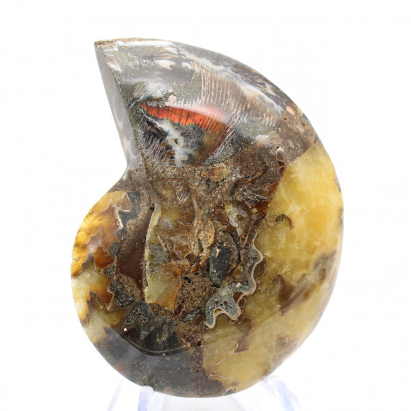 Fossile di ammonite levigata: estetica e scienza