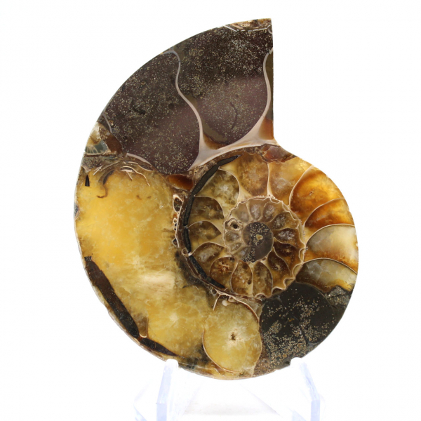 Fossile di ammonite levigata: estetica e scienza