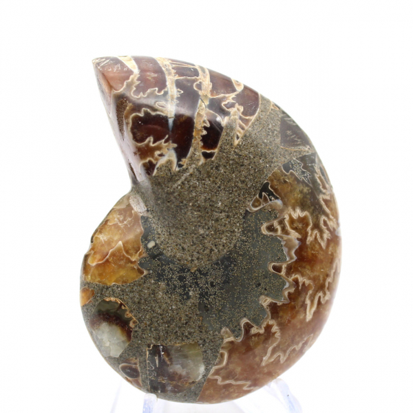 Ammonite del Madagascar: campione mineralogico
