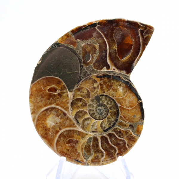 Ammonite del Madagascar: campione mineralogico