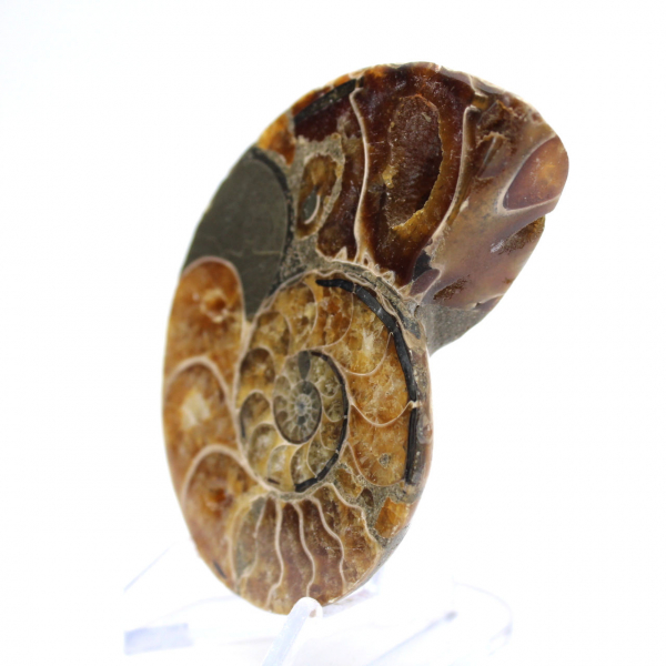 Ammonite del Madagascar: campione mineralogico