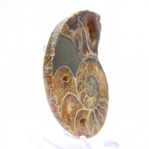 Ammonite del Madagascar: campione mineralogico