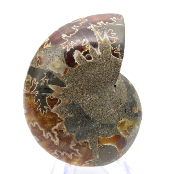 Autentica ammonite fossilizzata: finitura artigianale