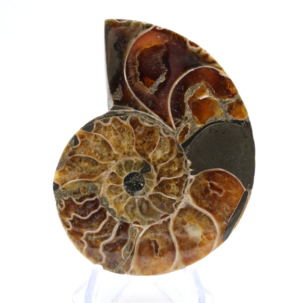 Autentica ammonite fossilizzata: finitura artigianale