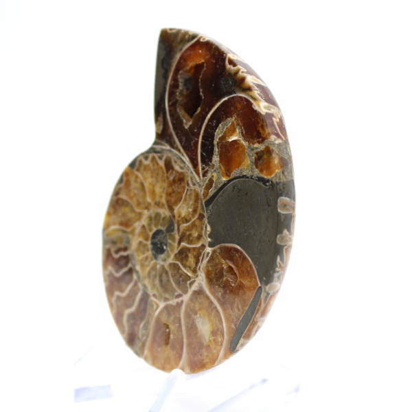 Autentica ammonite fossilizzata: finitura artigianale