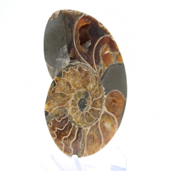 Autentica ammonite fossilizzata: finitura artigianale