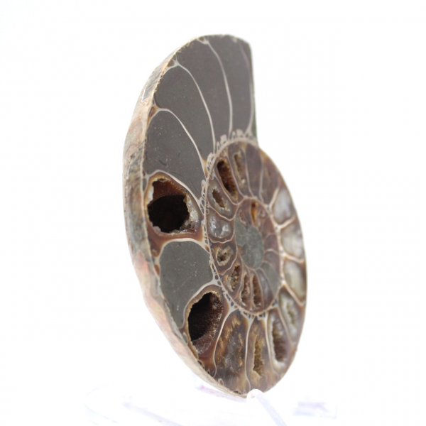 Esemplare di ammonite: tra terra e mare