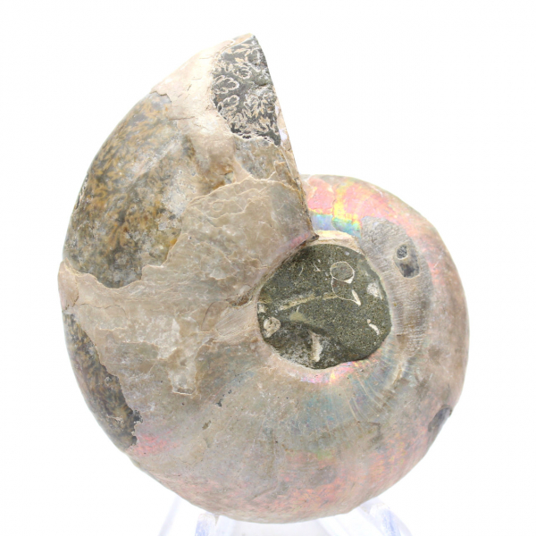 Ammonite levigata proveniente da Mahajanga: un tesoro paleontologico