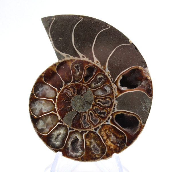 Ammonite levigata proveniente da Mahajanga: un tesoro paleontologico