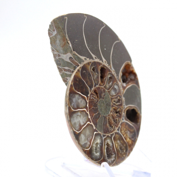 Ammonite levigata proveniente da Mahajanga: un tesoro paleontologico