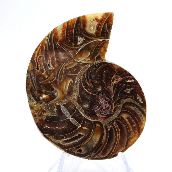 Ammonite di piccole dimensioni proveniente dal Madagascar: purezza minerale