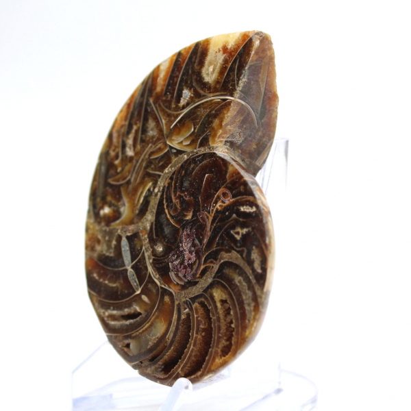 Ammonite di piccole dimensioni proveniente dal Madagascar: purezza minerale