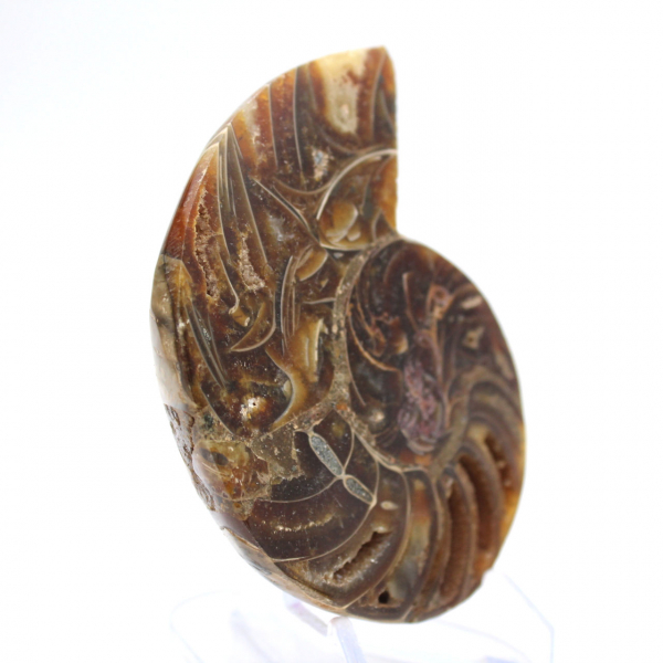 Ammonite di piccole dimensioni proveniente dal Madagascar: purezza minerale