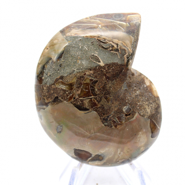 Ammonite fossile: contrasto di texture naturali