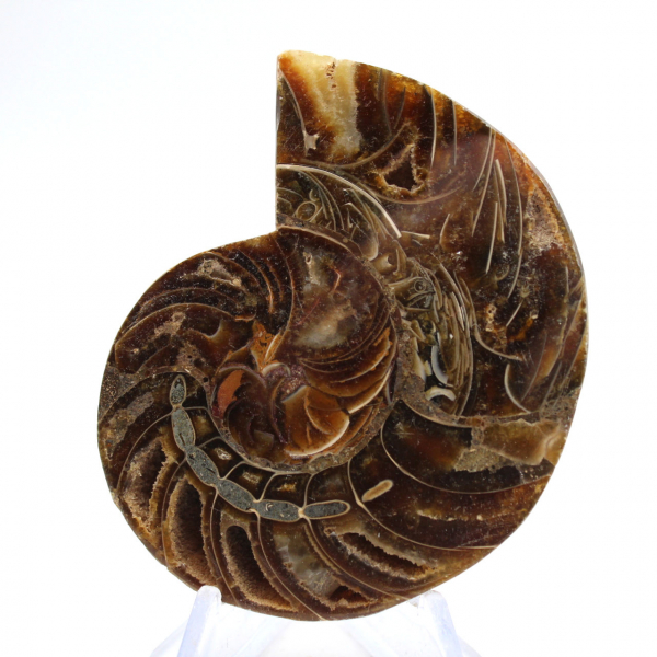 Ammonite fossile: contrasto di texture naturali