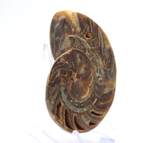 Ammonite fossile: contrasto di texture naturali