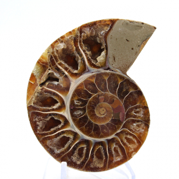 Ammonite da collezione: equilibrio e autenticità
