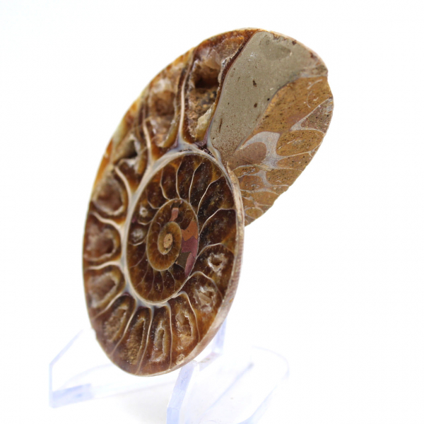 Ammonite da collezione: equilibrio e autenticità