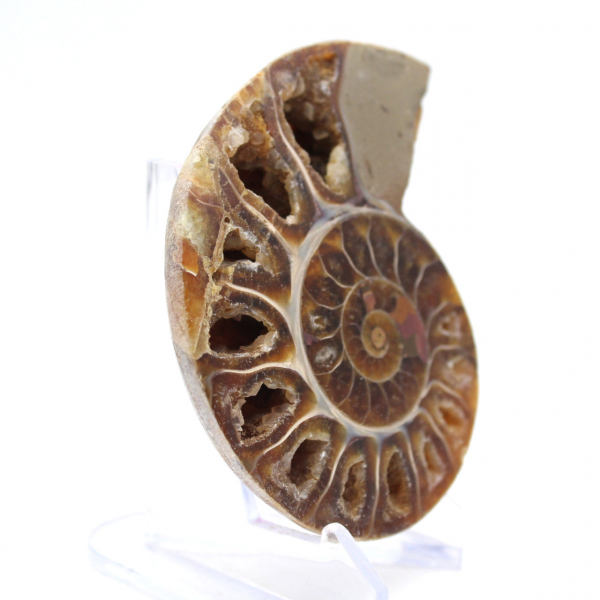 Ammonite da collezione: equilibrio e autenticità