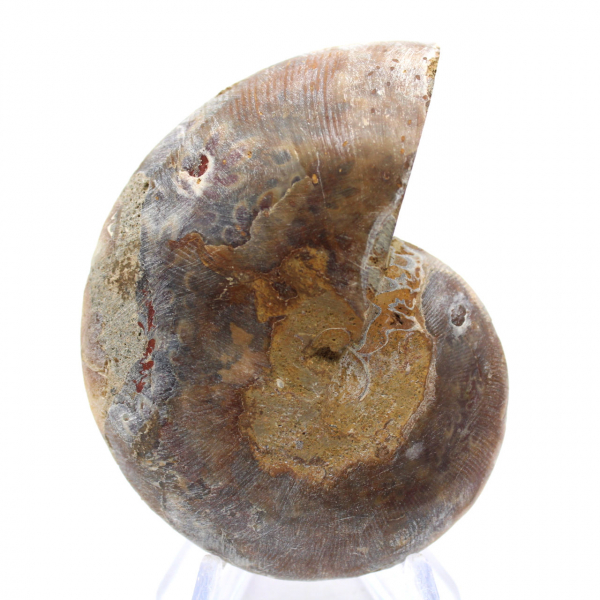 Fossile di ammonite levigata: Luce di Mahajanga