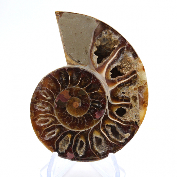 Fossile di ammonite levigata: Luce di Mahajanga