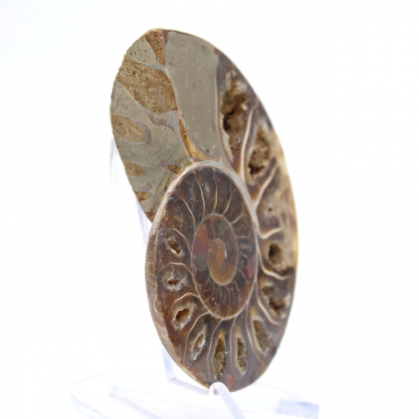 Fossile di ammonite levigata: Luce di Mahajanga