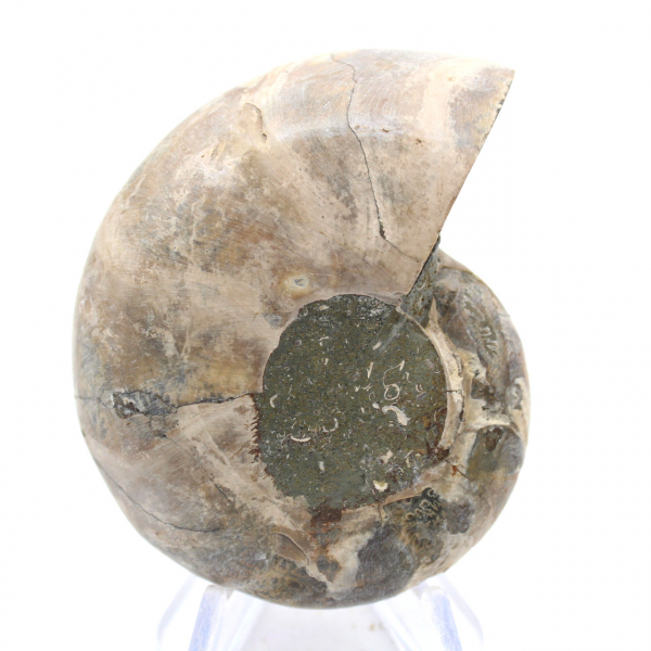 Ammonite del Madagascar: forza e stabilità