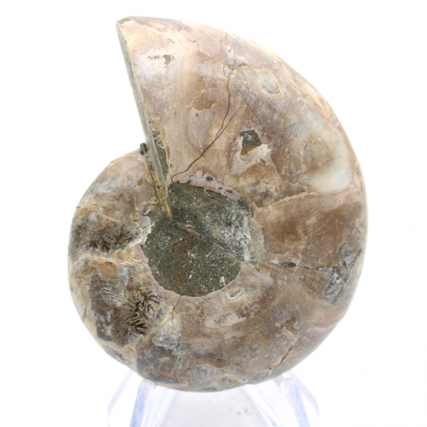 Cefalopode fossilizzato: ammonite a doppia faccia