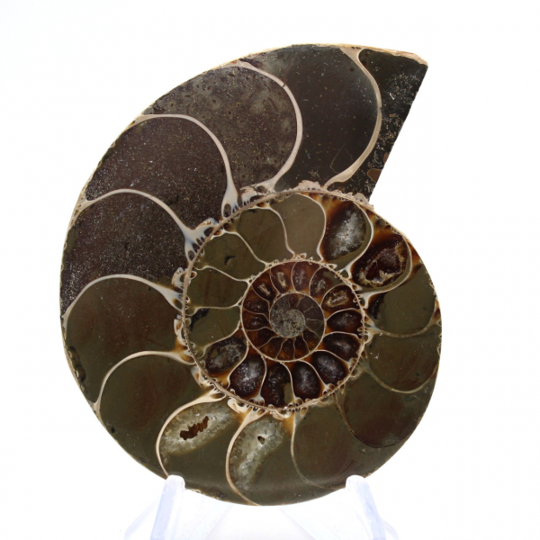 Cefalopode fossilizzato: ammonite a doppia faccia