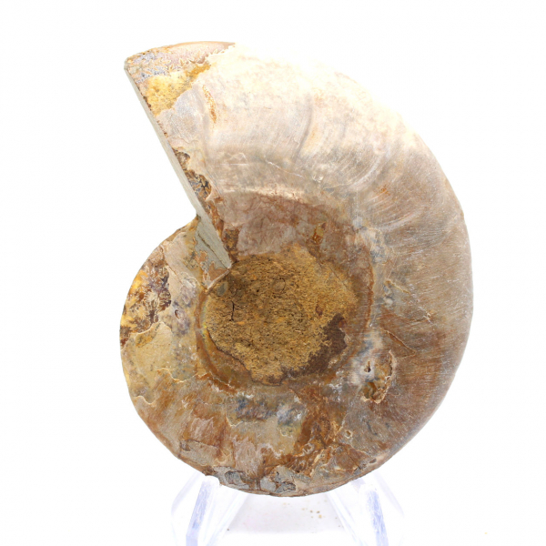 Ammonite chiara del Madagascar: finezza e dettagli