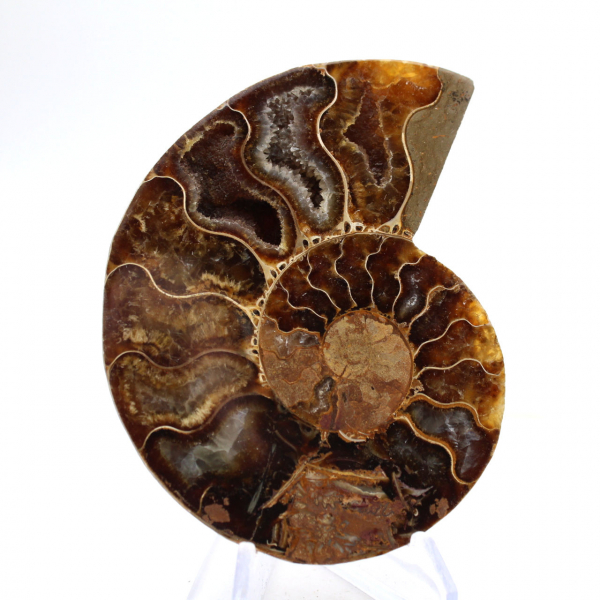 Ammonite chiara del Madagascar: finezza e dettagli
