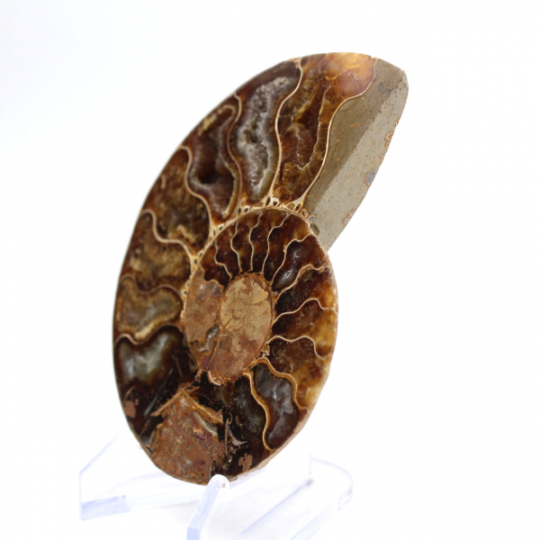 Ammonite chiara del Madagascar: finezza e dettagli