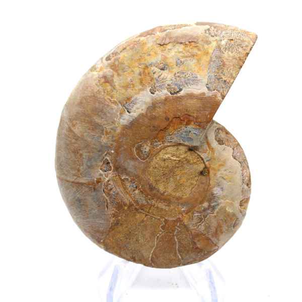 Ammonite di Mahajanga: Armonia Minerale