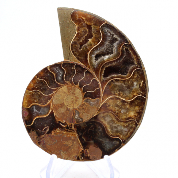 Ammonite di Mahajanga: Armonia Minerale