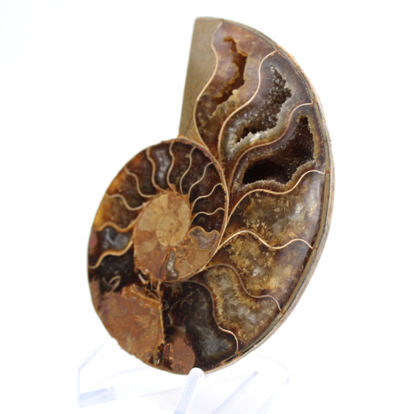 Ammonite di Mahajanga: Armonia Minerale