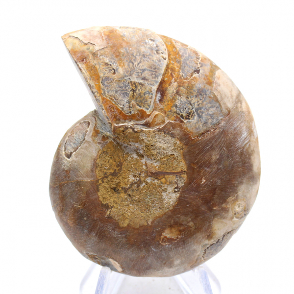 Fossile di ammonite levigata: eleganza e storia