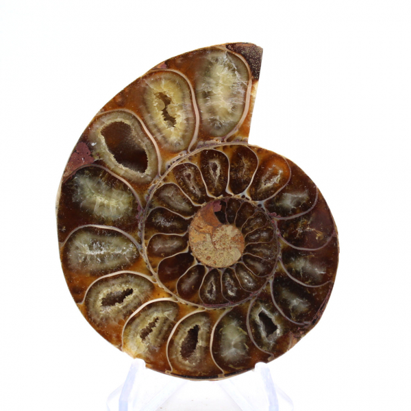 Fossile di ammonite levigata: eleganza e storia