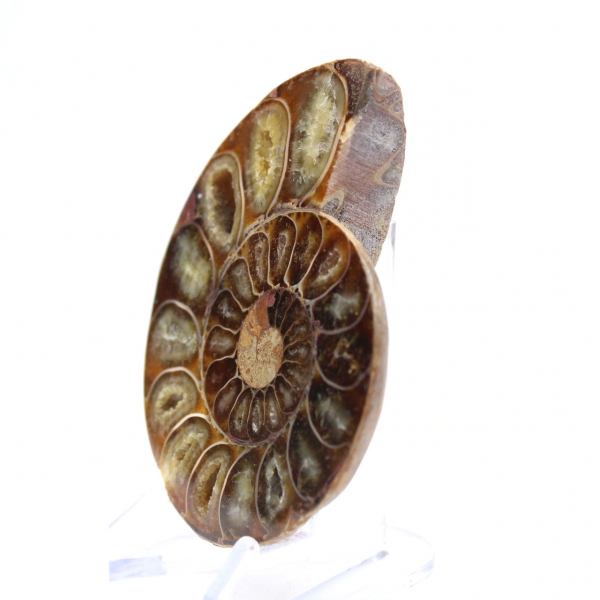 Fossile di ammonite levigata: eleganza e storia