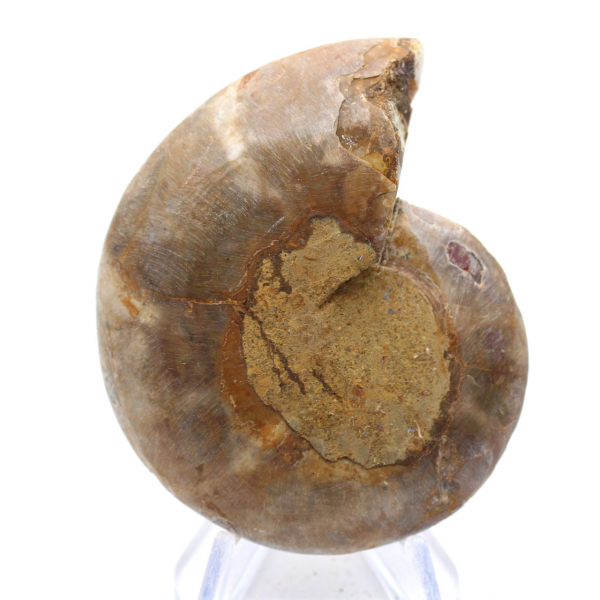 Esemplare di ammonite: la spirale del Madagascar