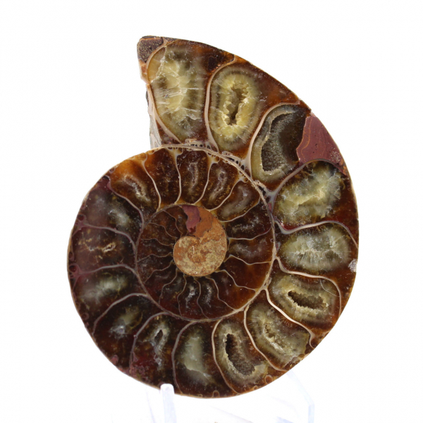 Esemplare di ammonite: la spirale del Madagascar